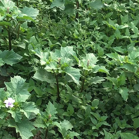 Relaxing In Rural 乡村民宿 阿拉力兹